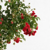 Rosier pleureur Rouge 180/200cm Pot 18L