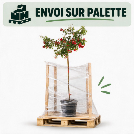 Rosier pleureur Rouge 180/200cm Pot 18L