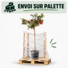 Rosier pleureur Rouge 180/200cm Pot 18L