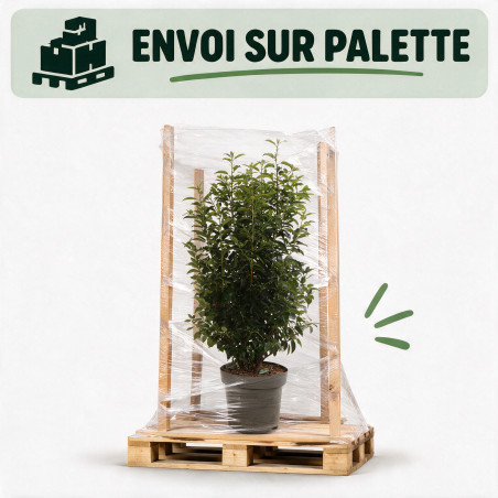 Laurier du Portugal Angustifolia 100/125cm Pot 12L - Prunus lusitanica Angustifolia