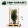 Laurier du Portugal Angustifolia 100/125cm Pot 12L - Prunus lusitanica Angustifolia