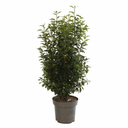 Laurier du Portugal Angustifolia 100/125cm Pot 12L - Prunus lusitanica Angustifolia
