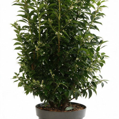 Laurier du Portugal Angustifolia 100/125cm Pot 12L - Prunus lusitanica Angustifolia