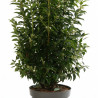 Laurier du Portugal Angustifolia 100/125cm Pot 12L - Prunus lusitanica Angustifolia