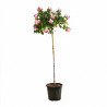 Rosier pleureur Rose 180/200cm Pot 18L