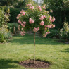 Rosier pleureur Rose 180/200cm Pot 18L