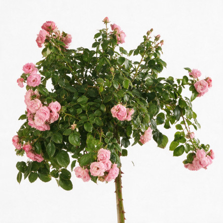 Rosier pleureur Rose 180/200cm Pot 18L