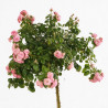 Rosier pleureur Rose 180/200cm Pot 18L