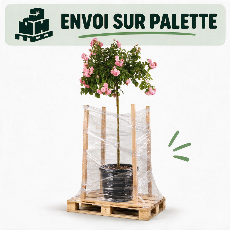 Rosier pleureur Rose 180/200cm Pot 18L