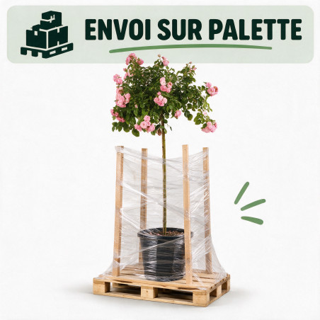 Rosier pleureur Rose 180/200cm Pot 18L