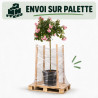 Rosier pleureur Rose 180/200cm Pot 18L