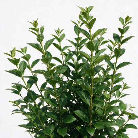 Troène de Californie 125/150cm Pot 12L– Ligustrum ovalifolium