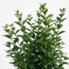 Troène de Californie 125/150cm Pot 12L– Ligustrum ovalifolium