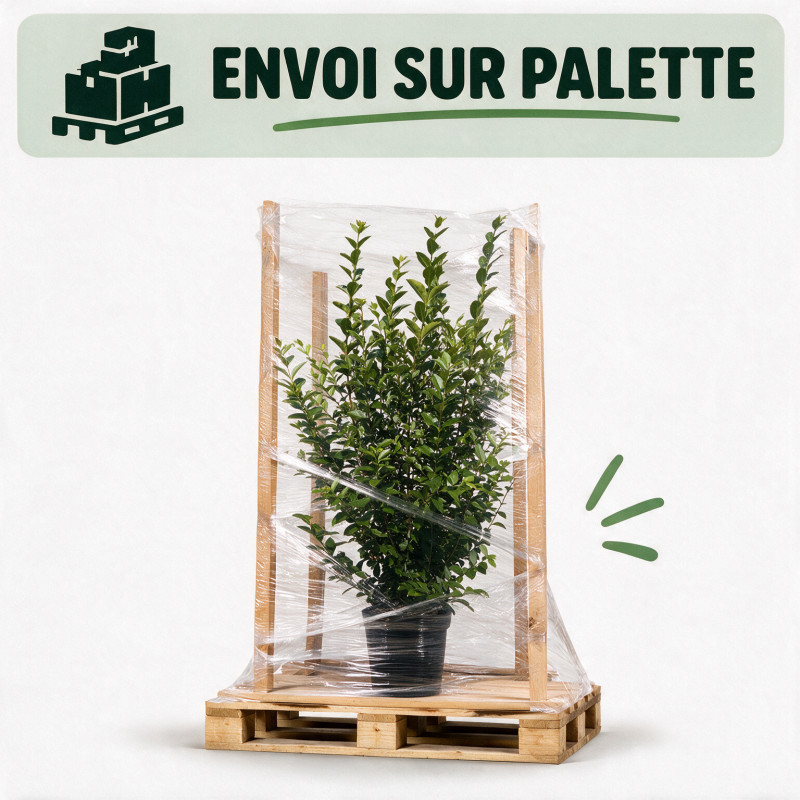 Troène de Californie 125/150cm Pot 12L– Ligustrum ovalifolium