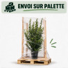 Troène de Californie 125/150cm Pot 12L– Ligustrum ovalifolium
