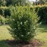 Troène de Californie 125/150cm Pot 12L– Ligustrum ovalifolium