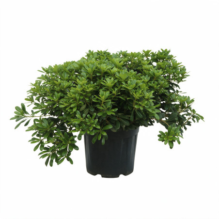 Pittosporum Nanum - Pittosporum tobira Nanum 50/70cm Pot 18L