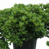 Pittosporum Nanum - Pittosporum tobira Nanum 50/70cm Pot 18L