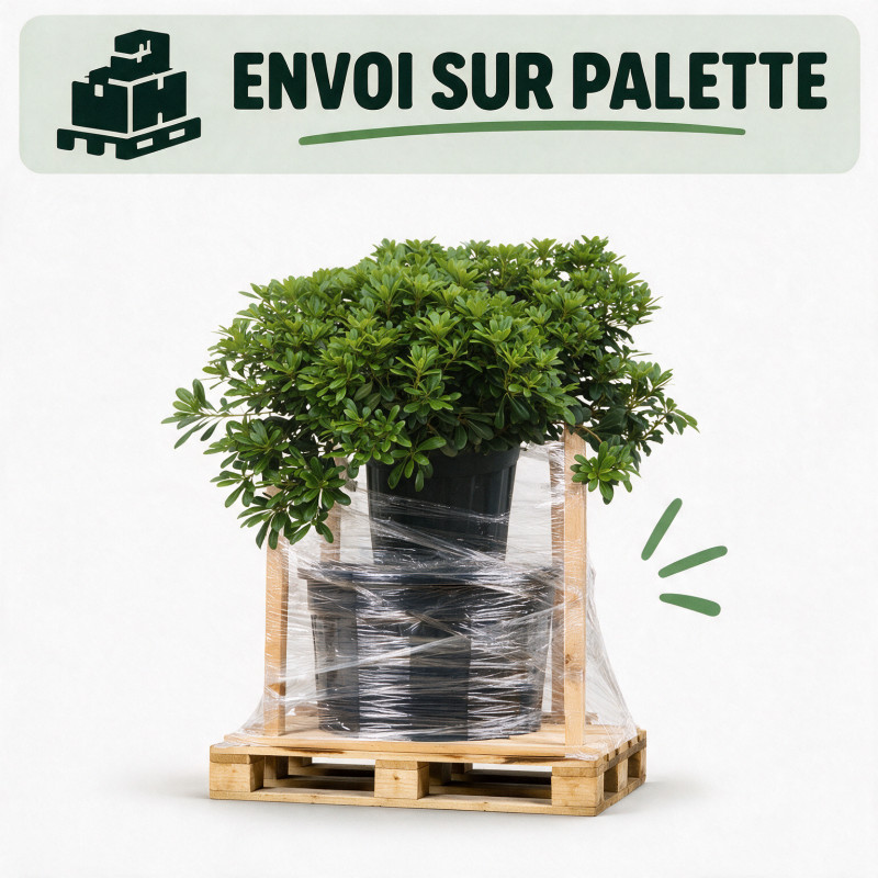 Pittosporum Nanum - Pittosporum tobira Nanum 50/70cm Pot 18L