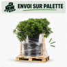 Pittosporum Nanum - Pittosporum tobira Nanum 50/70cm Pot 18L