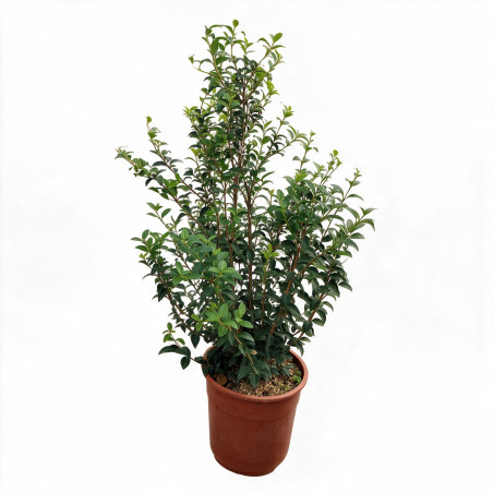Osmanthe de Burkwood 60/80cm Pot 8L - Osmanthus xburkwoodii