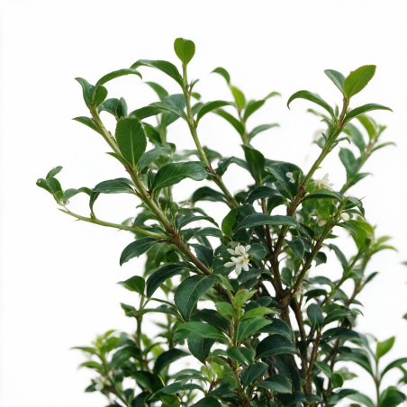 Osmanthe de Burkwood 60/80cm Pot 8L - Osmanthus xburkwoodii