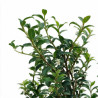 Osmanthe de Burkwood 60/80cm Pot 8L - Osmanthus xburkwoodii