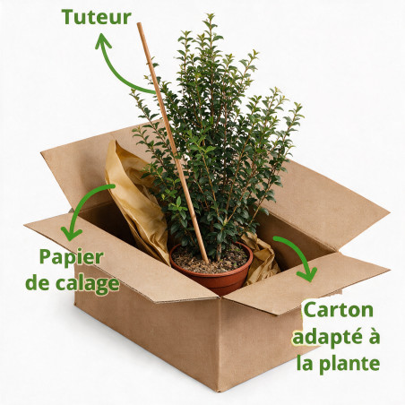 Osmanthe de Burkwood 60/80cm Pot 8L - Osmanthus xburkwoodii