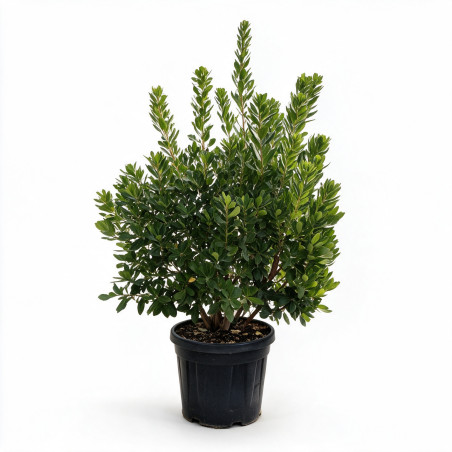 Arbousier - Arbutus unedo 150/170cm Pot 40L