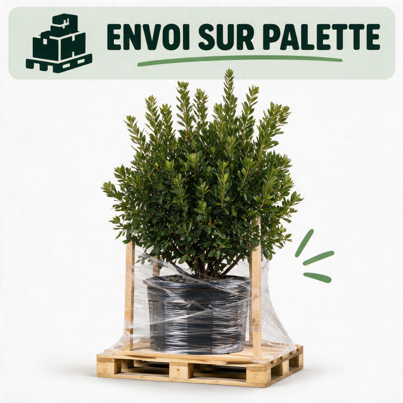 Arbousier - Arbutus unedo 150/170cm Pot 40L