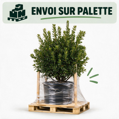Arbousier - Arbutus unedo 150/170cm Pot 40L