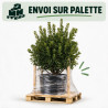 Arbousier - Arbutus unedo 150/170cm Pot 40L