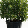 Arbousier - Arbutus unedo 150/170cm Pot 40L