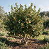 Arbousier - Arbutus unedo 150/170cm Pot 40L