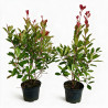 Photinia Red Robin 80/100cm Pot 7,5L - Photinia xfraseri Red Robin