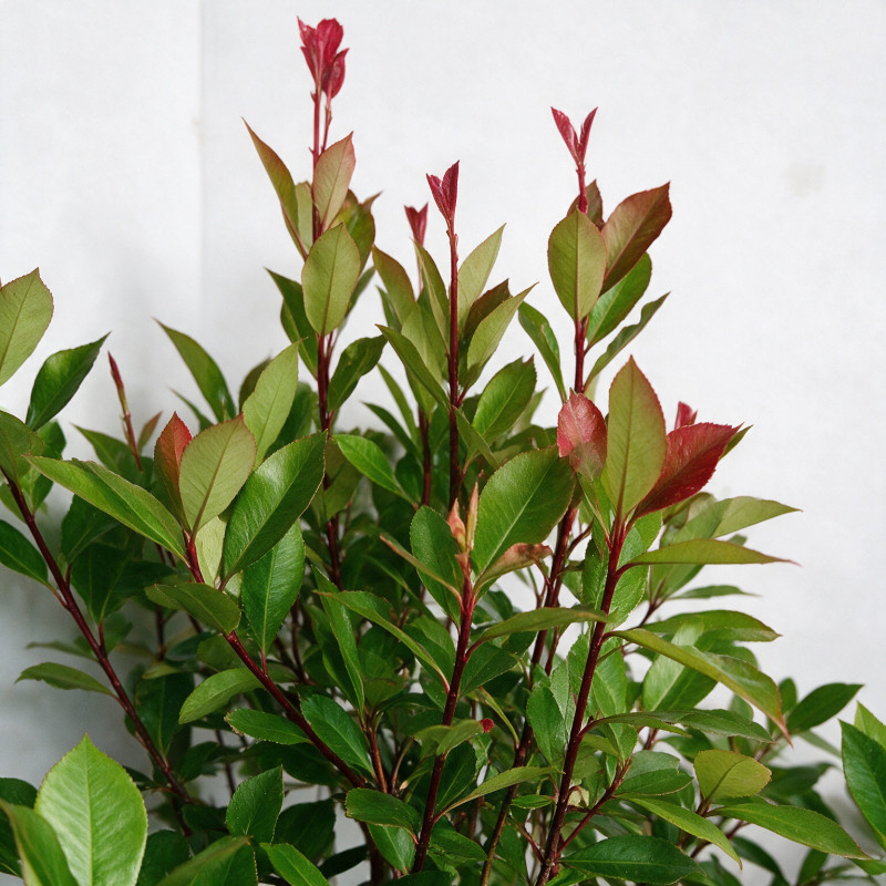 Photinia Red Robin 80/100cm Pot 7,5L - Photinia xfraseri Red Robin