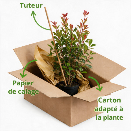 Photinia Red Robin 80/100cm Pot 7,5L - Photinia xfraseri Red Robin