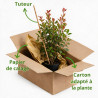 Photinia Red Robin 80/100cm Pot 7,5L - Photinia xfraseri Red Robin