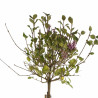 Lilas Palibin - Syringa meyeri Palibin Demi-tige 150cm Pot 7,5L