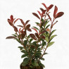 Photinia Carré Rouge 30/40cm Pot 2L - Photinia fraseri Carré Rouge