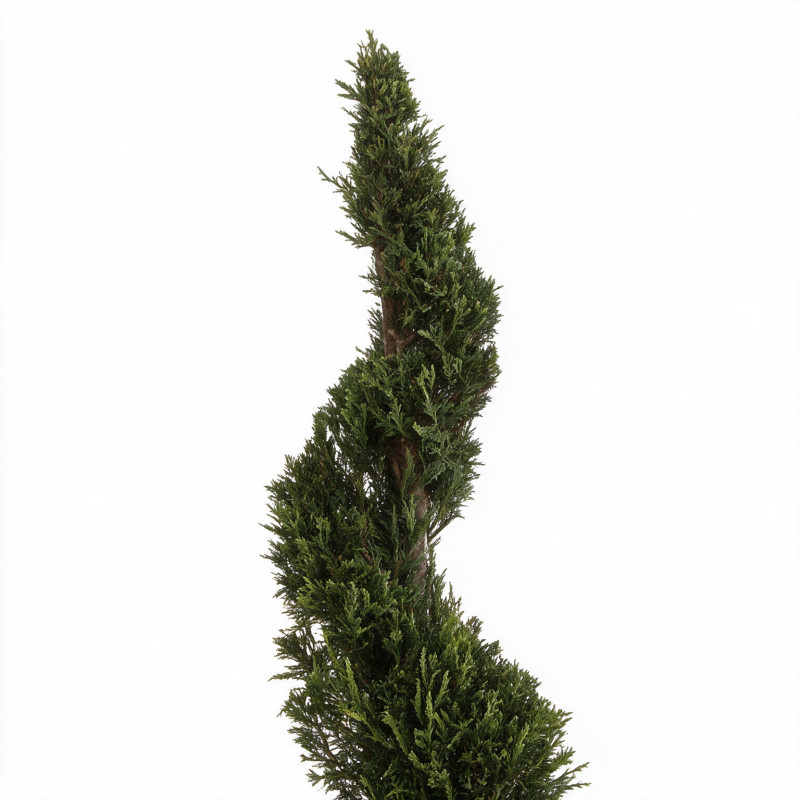 Cyprès de Leyland - Cupressocyparis leylandii Spirale 100/120cm Pot 10L