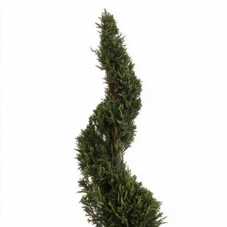 Cyprès de Leyland - Cupressocyparis leylandii Spirale 100/120cm Pot 10L