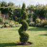 Cyprès de Leyland - Cupressocyparis leylandii Spirale 100/120cm Pot 10L