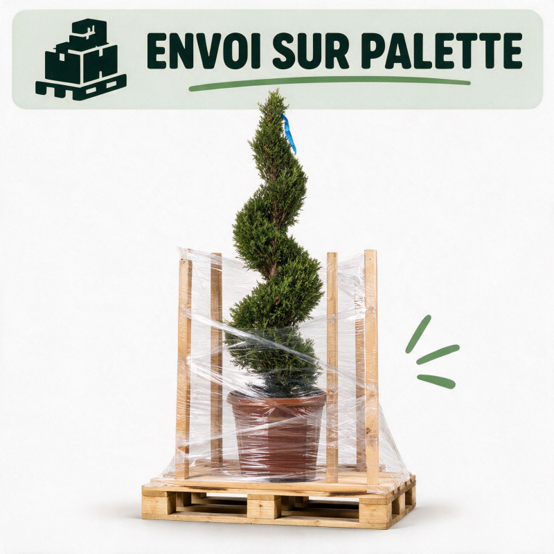 Cyprès de Leyland - Cupressocyparis leylandii Spirale 100/120cm Pot 10L