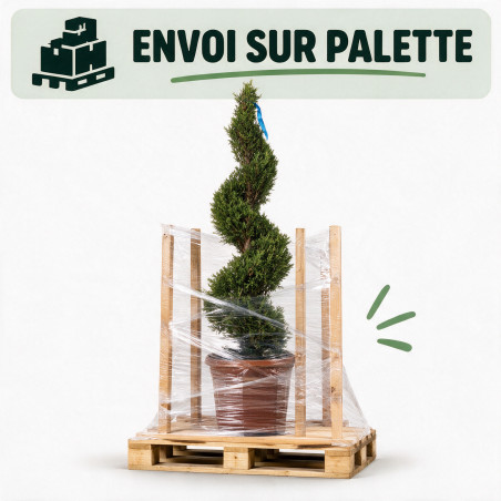 Cyprès de Leyland - Cupressocyparis leylandii Spirale 100/120cm Pot 10L
