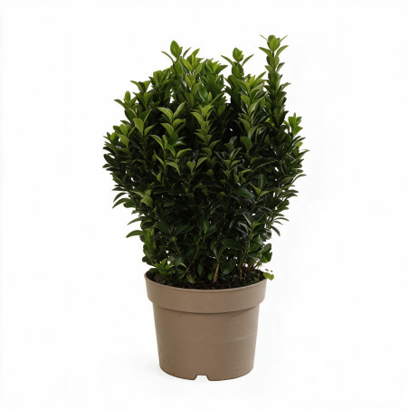 Fusain du Japon Green Spire 30/40cm Pot 3L - Euonymus japonicus Green Spire