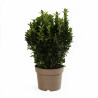 Fusain du Japon Green Spire 30/40cm Pot 3L - Euonymus japonicus Green Spire