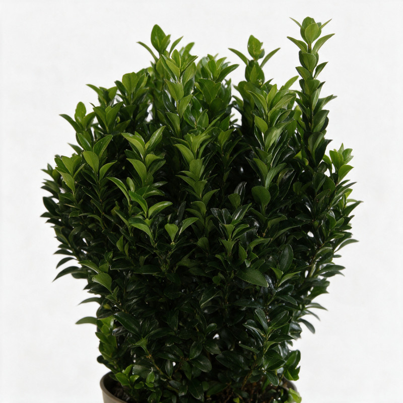 Fusain du Japon Green Spire 30/40cm Pot 3L - Euonymus japonicus Green Spire