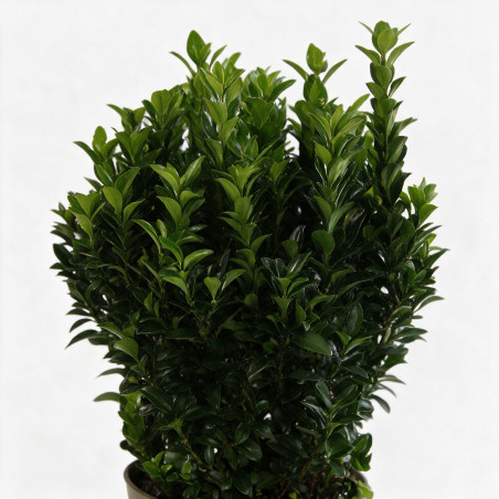 Fusain du Japon Green Spire 30/40cm Pot 3L - Euonymus japonicus Green Spire