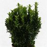 Fusain du Japon Green Spire 30/40cm Pot 3L - Euonymus japonicus Green Spire